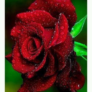 Meet your Posher, Ruth